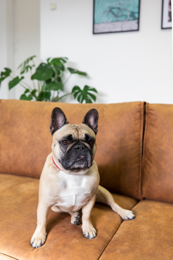 Stella, the btd office dog.